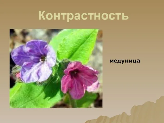 Контрастность медуница