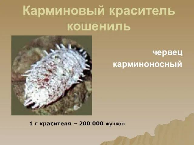 Карминовый краситель кошениль червец карминоносный 1 г красителя – 200 000 жучков