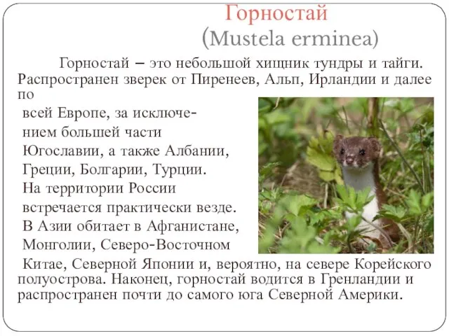 Горностай (Mustela erminea) Горностай – это небольшой хищник тундры и тайги. Распространен