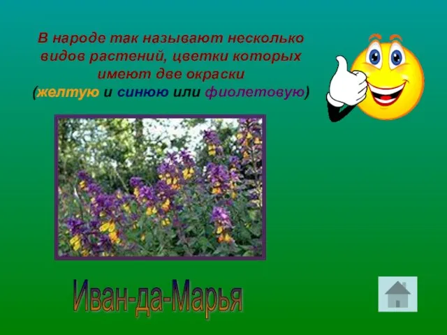 В народе так называют несколько видов растений, цветки которых имеют две окраски