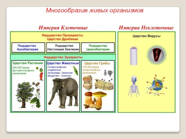 Многообразие живых организмов