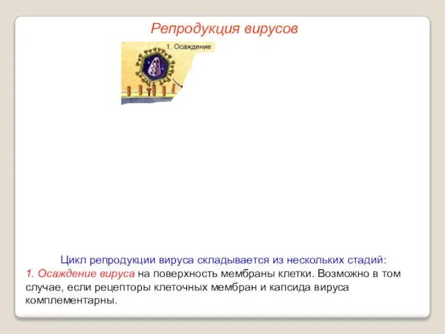 Цикл репродукции вируса складывается из нескольких стадий: 1. Осаждение вируса на поверхность