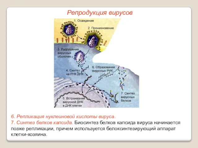 6. Репликация нуклеиновой кислоты вируса. 7. Синтез белков капсида. Биосинтез белков капсида