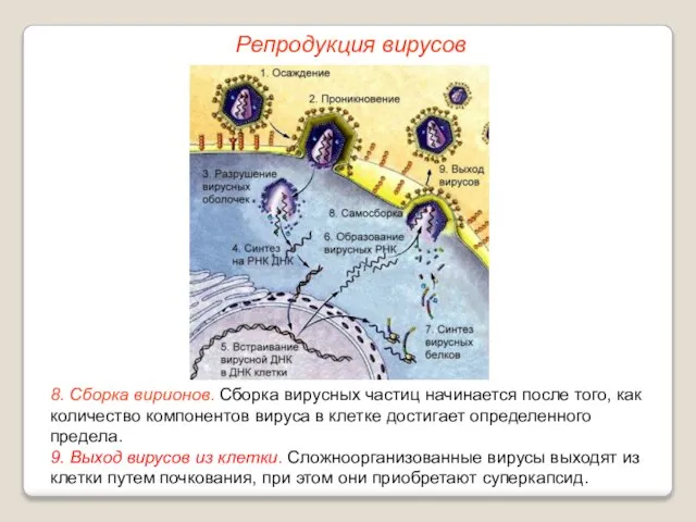 8. Сборка вирионов. Сборка вирусных частиц начинается после того, как количество компонентов