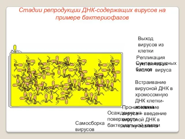 Осаждение на поверхности бактериальной клетки Проникновение вируса – введение вирусной ДНК в