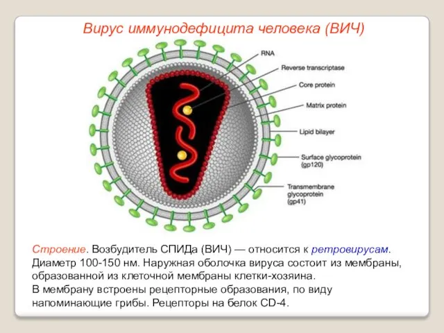 Строение. Возбудитель СПИДа (ВИЧ) — относится к ретровирусам. Диаметр 100-150 нм. Наружная