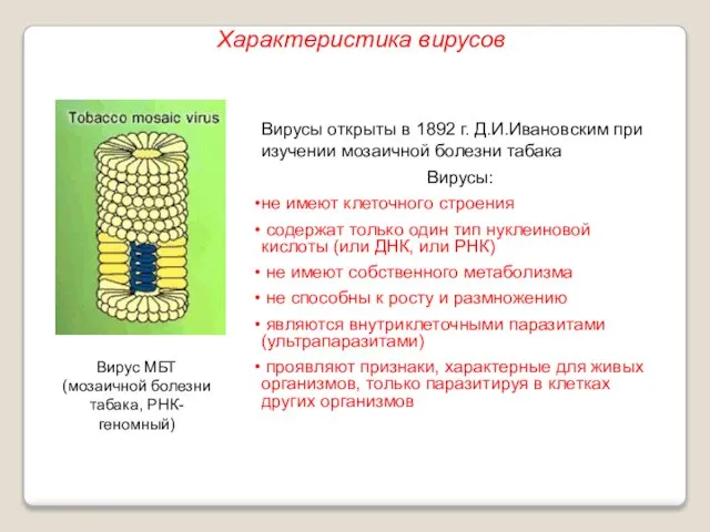 Вирусы открыты в 1892 г. Д.И.Ивановским при изучении мозаичной болезни табака Вирусы: