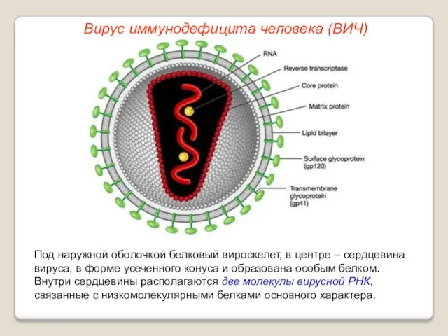 Под наружной оболочкой белковый вироскелет, в центре – сердцевина вируса, в форме