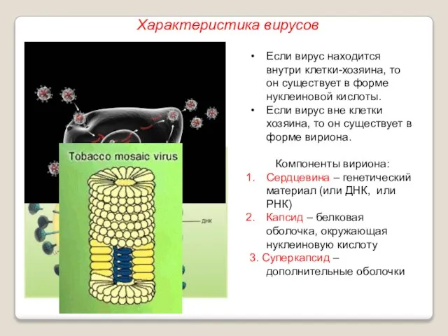 Если вирус находится внутри клетки-хозяина, то он существует в форме нуклеиновой кислоты.