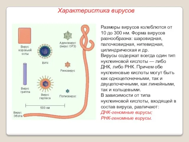 Размеры вирусов колеблются от 10 до 300 нм. Форма вирусов разнообразна: шаровидная,