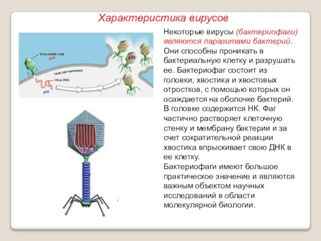 Некоторые вирусы (бактериофаги) являются паразитами бактерий. Они способны проникать в бактериальную клетку