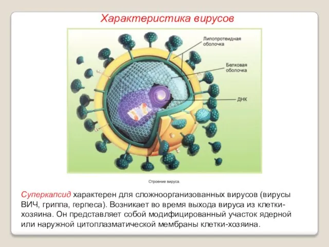 Суперкапсид характерен для сложноорганизованных вирусов (вирусы ВИЧ, гриппа, герпеса). Возникает во время