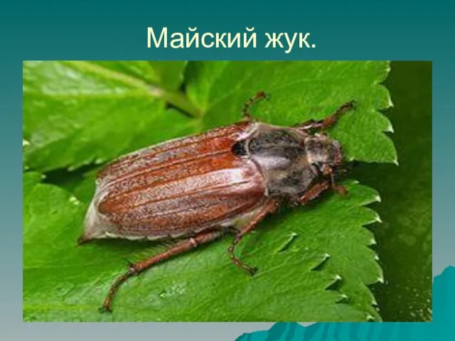 Майский жук.