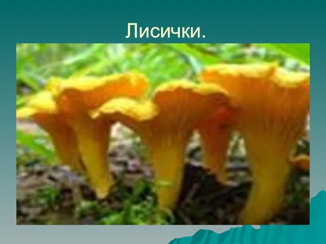 Лисички.