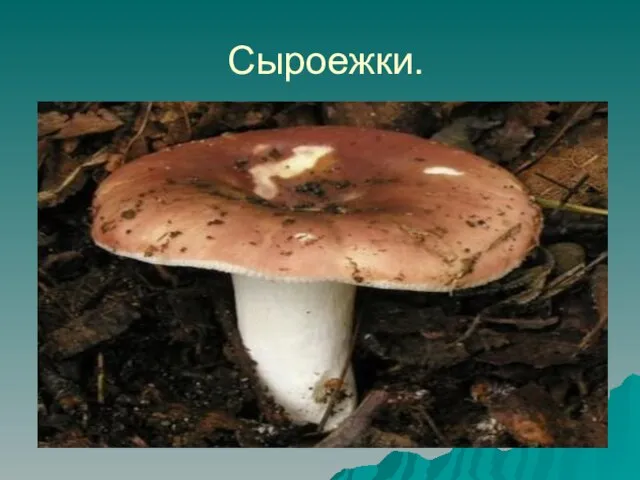 Сыроежки.