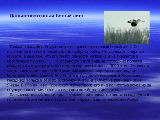 Дальневосточный белый аист Только в бассейне Амура гнездится дальневосточный белый аист. Он