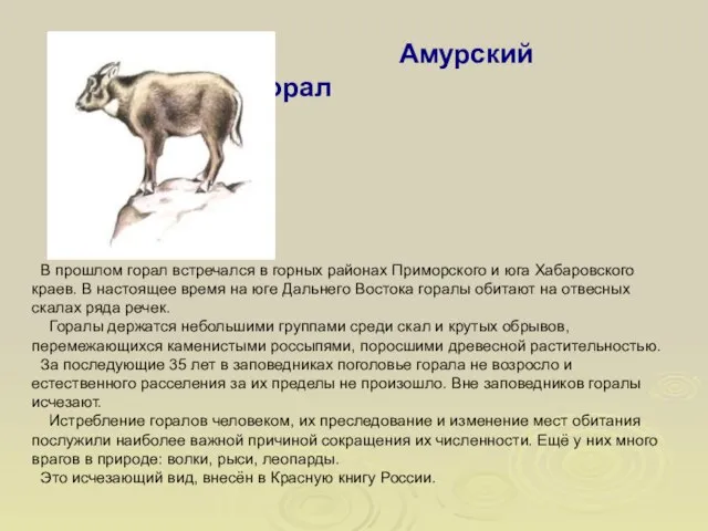 Амурский горал В прошлом горал встречался в горных районах Приморского и юга