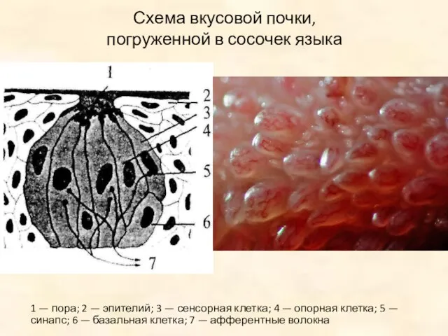 Схема вкусовой почки, погруженной в сосочек языка 1 — пора; 2 —