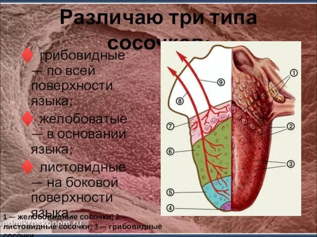 Различаю три типа сосочков: ♦ грибовидные — по всей поверхности языка; ♦