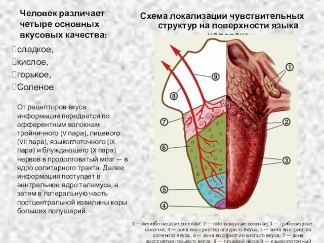 Человек различает четыре основных вкусовых качества: Схема локализации чувствительных структур на поверхности