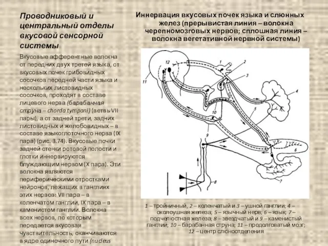 Проводниковый и центральный отделы вкусовой сенсорной системы Иннервация вкусовых почек языка и
