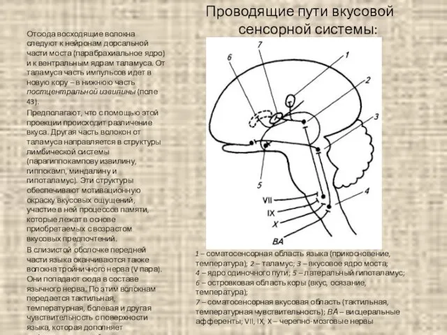 Проводящие пути вкусовой сенсорной системы: 1 – соматосенсорная область языка (прикосновение, температура);