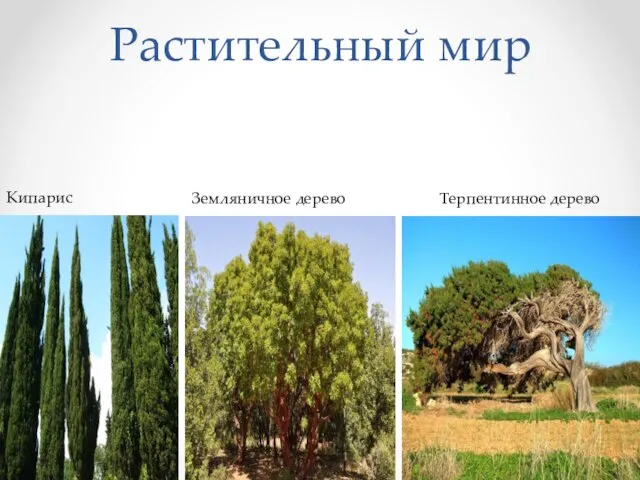 Растительный мир Земляничное дерево Кипарис Терпентинное дерево