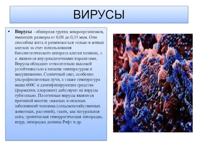 ВИРУСЫ Вирусы - обширная группа микроорганизмов, имеющих размеры от 0,08 до 0,35