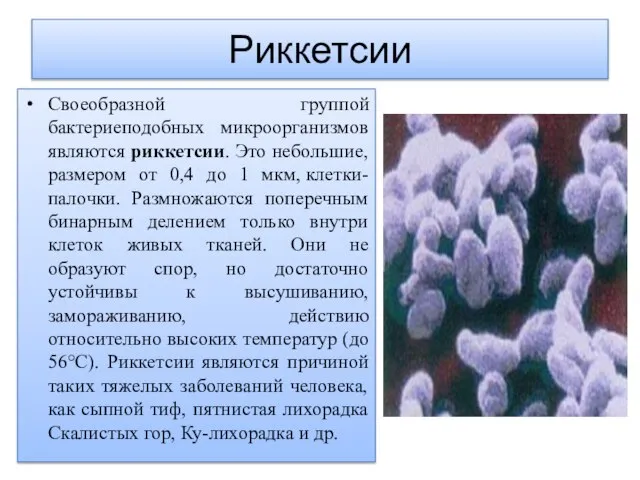 Риккетсии Своеобразной группой бактериеподобных микроорганизмов являются риккетсии. Это небольшие, размером от 0,4