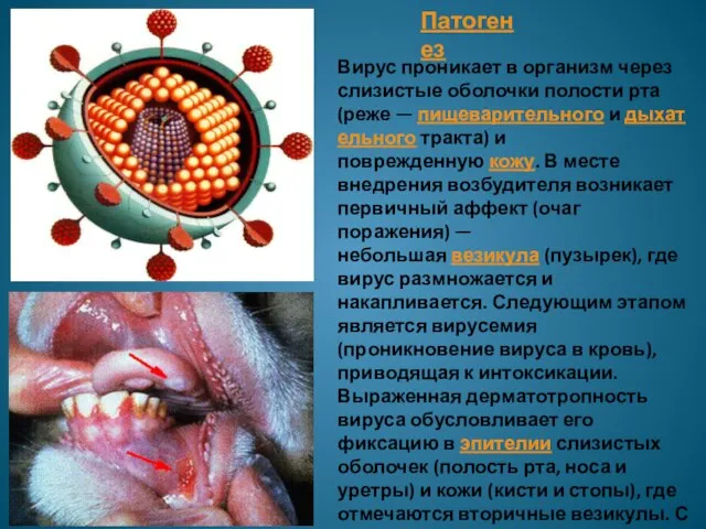 Патогенез Вирус проникает в организм через слизистые оболочки полости рта (реже —