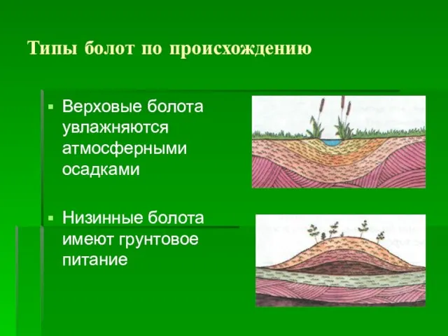 Типы болот по происхождению Верховые болота увлажняются атмосферными осадками Низинные болота имеют грунтовое питание