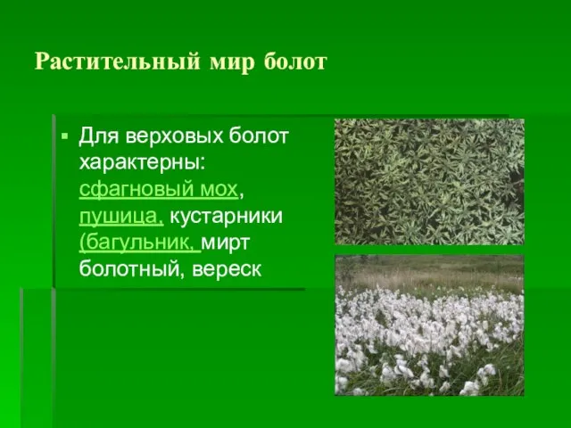 Растительный мир болот Для верховых болот характерны: сфагновый мох, пушица, кустарники (багульник, мирт болотный, вереск