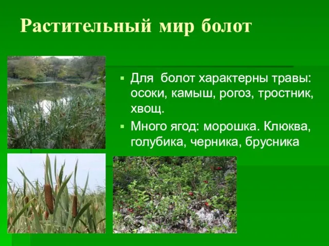 Растительный мир болот Для болот характерны травы: осоки, камыш, рогоз, тростник, хвощ.