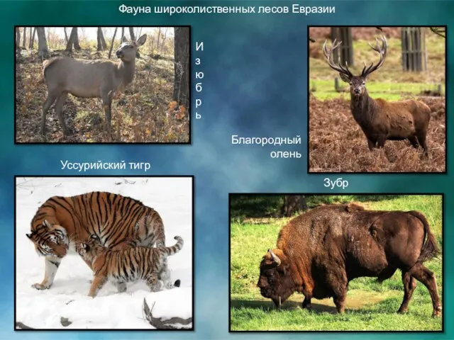 Фауна широколиственных лесов Евразии И з ю б р ь Уссурийский тигр Благородный олень Зубр