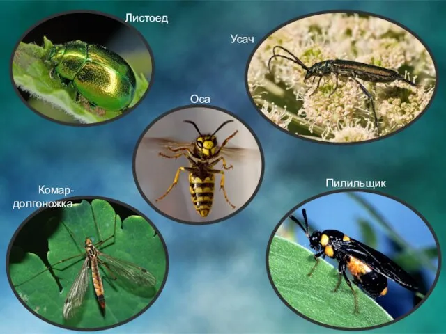 Листоед Усач Пилильщик Комар-долгоножка Оса
