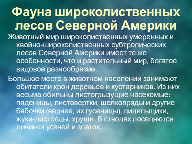 Фауна широколиственных лесов Северной Америки Животный мир широколиственных умеренных и хвойно-широколиственных субтропических