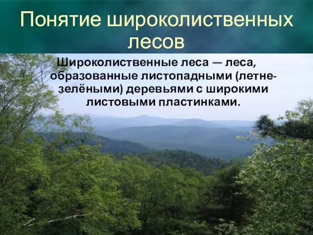 Понятие широколиственных лесов Широколиственные леса — леса, образованные листопадными (летне-зелёными) деревьями с широкими листовыми пластинками.