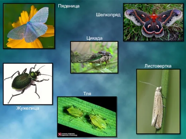 Пяденица Цикада Шелкопряд Тля Жужелица Листовертка