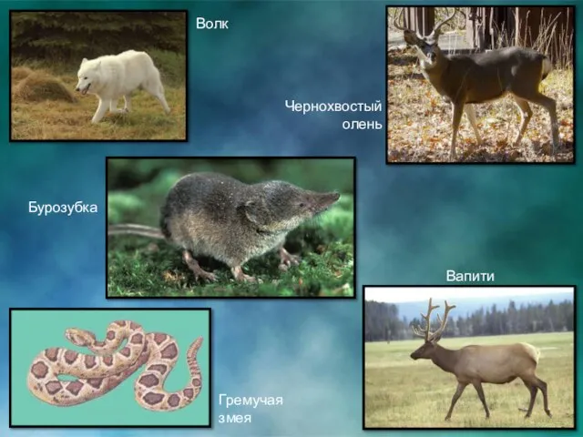 Волк Чернохвостый олень Вапити Гремучая змея Бурозубка
