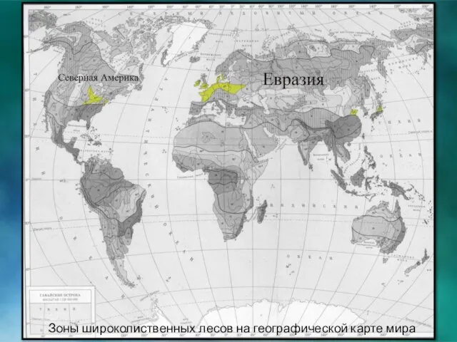 Зоны широколиственных лесов на географической карте мира