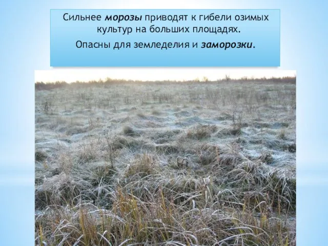 Сильнее морозы приводят к гибели озимых культур на больших площадях. Опасны для земледелия и заморозки.