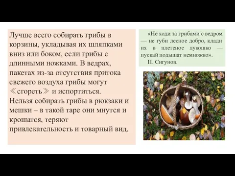 Лучше всего собирать грибы в корзины, укладывая их шляпками вниз или боком,