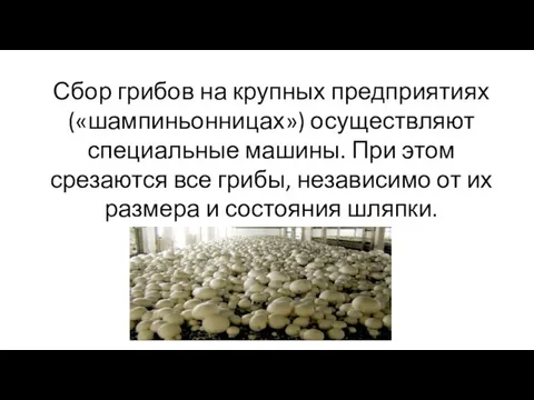 Сбор грибов на крупных предприятиях («шампиньонницах») осуществляют специальные машины. При этом срезаются