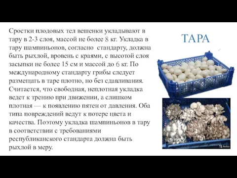 Сростки плодовых тел вешенки укладывают в тару в 2-3 слоя, массой не