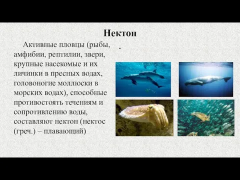 Нектон . Активные пловцы (рыбы, амфибии, рептилии, звери, крупные насекомые и их