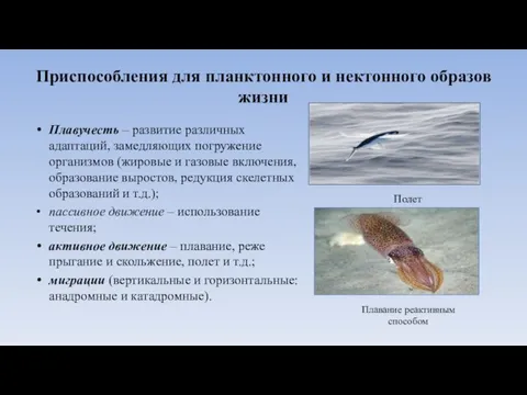 Приспособления для планктонного и нектонного образов жизни Плавучесть – развитие различных адаптаций,