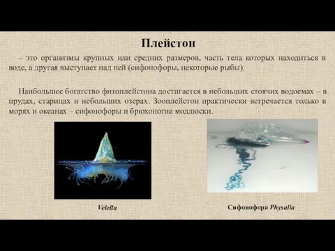 Плейстон – это организмы крупных или средних размеров, часть тела которых находиться