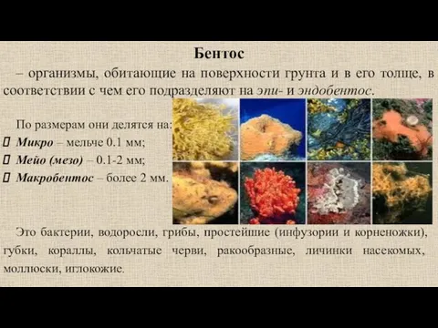 – организмы, обитающие на поверхности грунта и в его толще, в соответствии