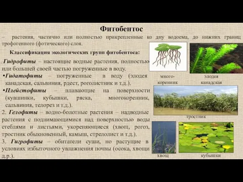 Гидрофиты – настоящие водные растения, полностью или большей своей частью погруженные в