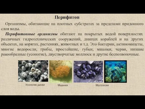 Перифитон Организмы, обитающие на плотных субстратах за пределами придонного слоя воды. Перифитонные